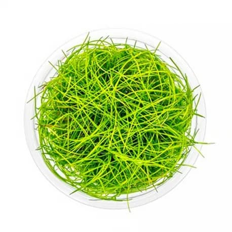 Plante pour aquarium Dennerle Eleocharis Pusilla