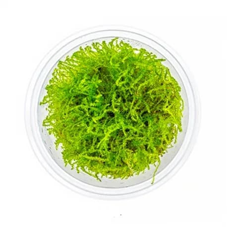 Plante pour aquarium Dennerle Taxiphyllum barbieri