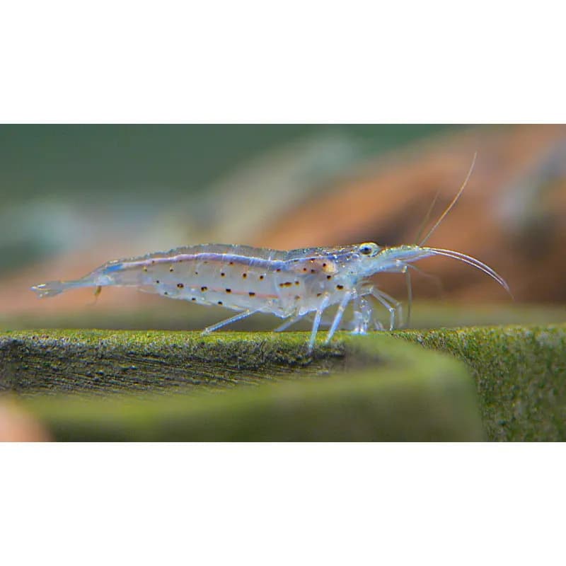 Caridina multidentata